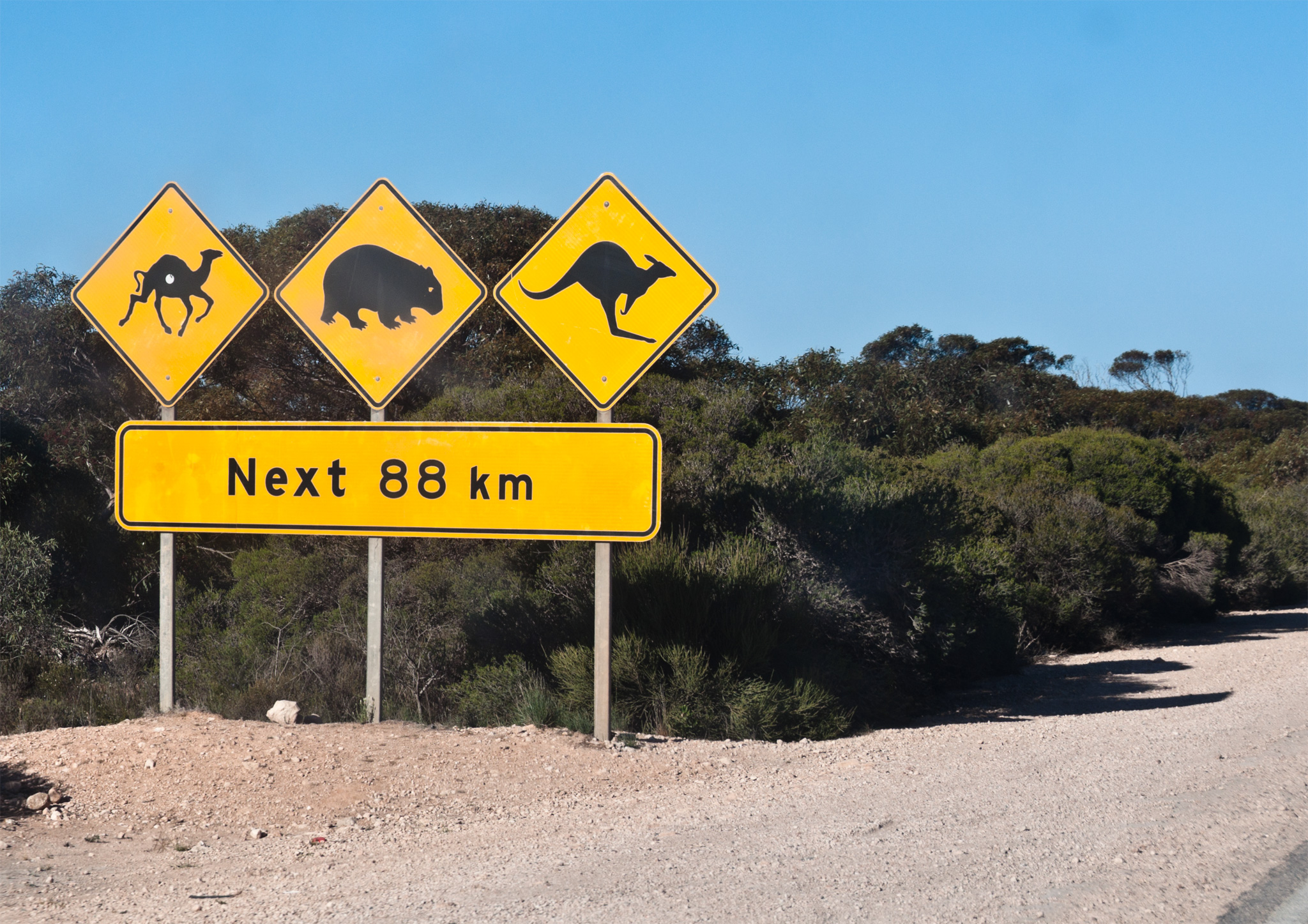 OZ fauna along the way - Австралийская фауна по пути