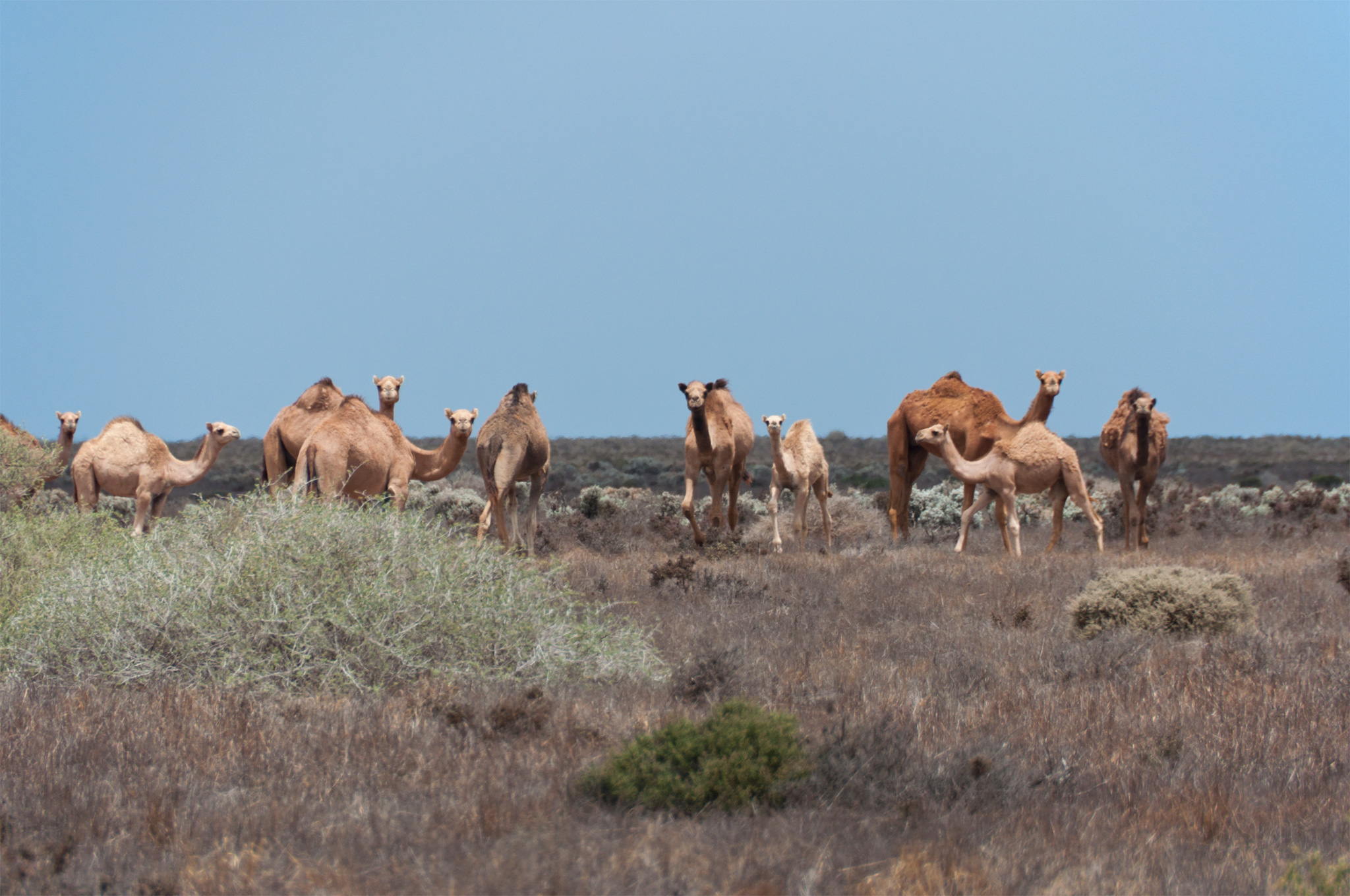 Camels next to the road - Верблюды рядом с дорогой