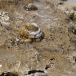 Seashells - Морские раковины