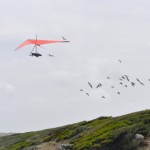 Gerolf with seagulls - Герольф с чайками