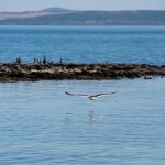 Seagull flying low over the water - Чайка низко над водой