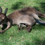 Baby-kangaroo grew up! - Мелкий кенгуру не такой уж и мелкий!
