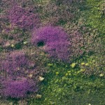Colorful fields from above ~ Сочные лужайки, вид сверху